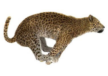 leopar