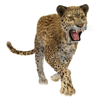 leopar