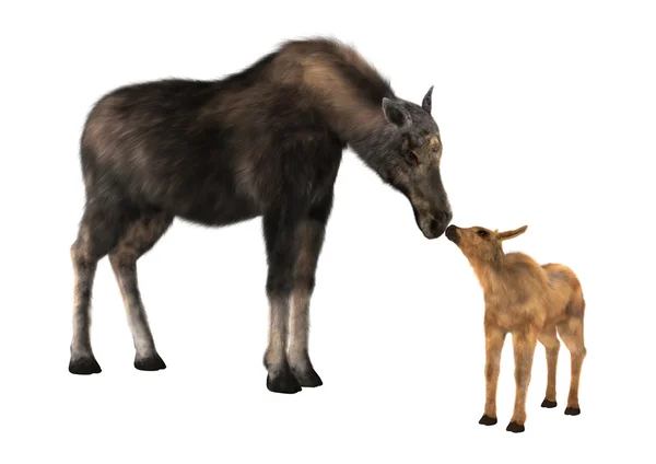 Female Moose and Calf — Stock Photo, Image