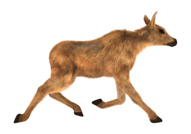 Moose buzağı
