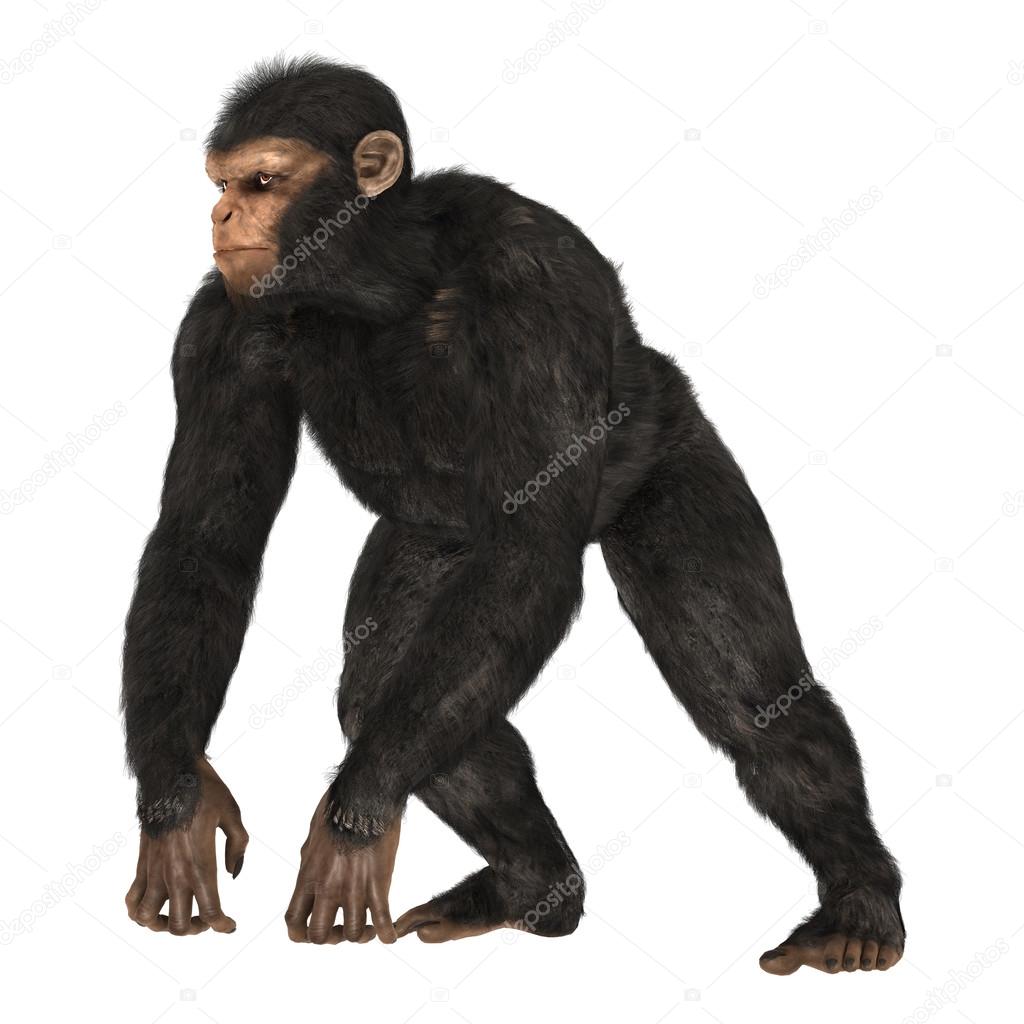 Chimpanzee