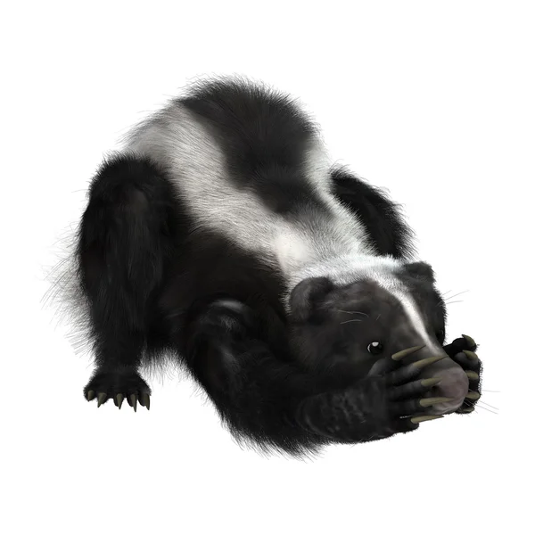 Skunk — Stockfoto