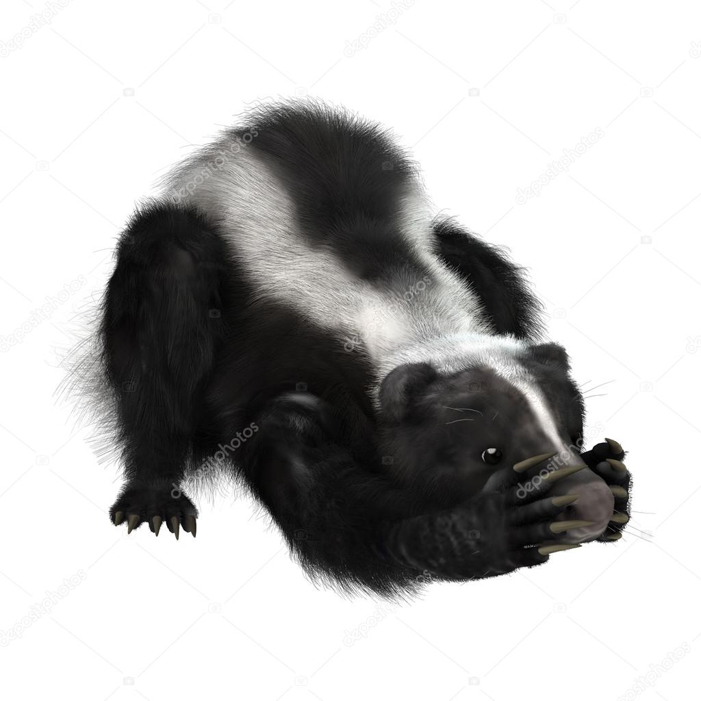 Skunk