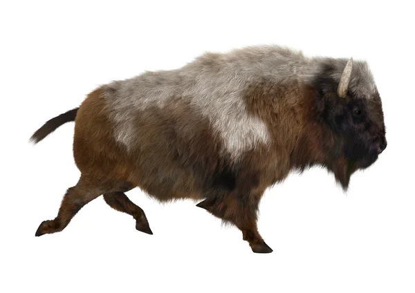 Amerikansk bison – stockfoto