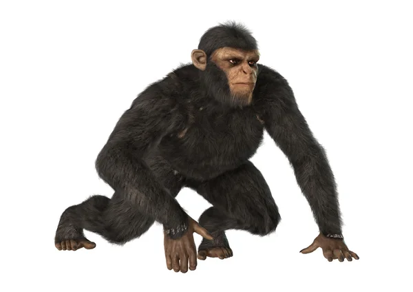 Chimpancé — Foto de Stock