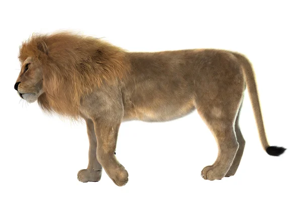 Мужской лев — стоковое фото