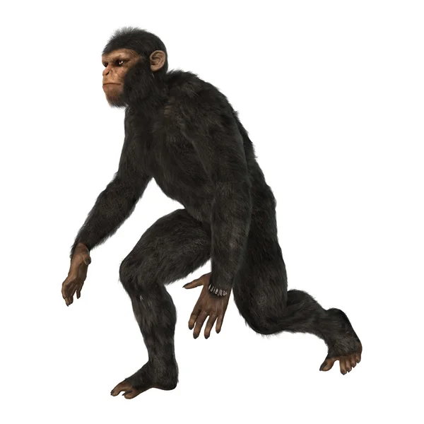 Chimpancé — Foto de Stock