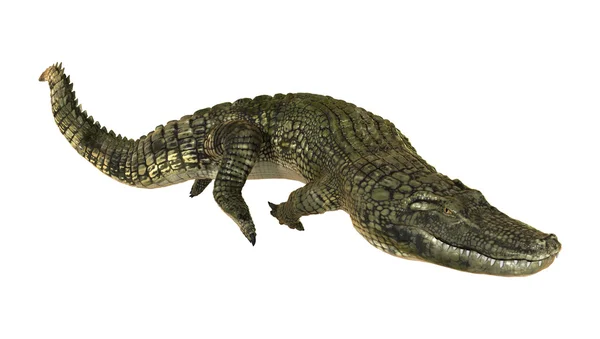 Amerikanischer Alligator — Stockfoto