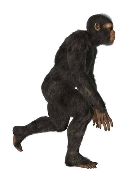 Chimpanzee — Stock Photo, Image