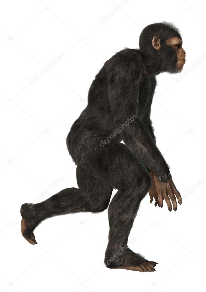 Chimpanzee