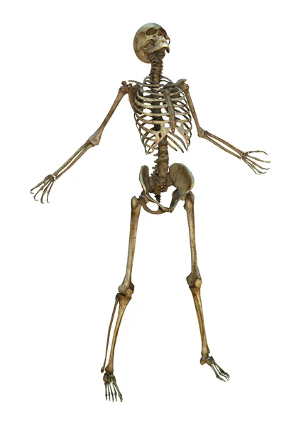 Human Skeleton — Stock Photo, Image