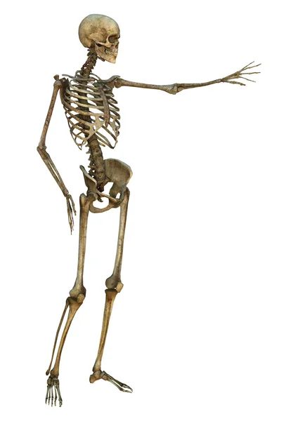 Szkielet ludzki — Zdjęcie stockowe