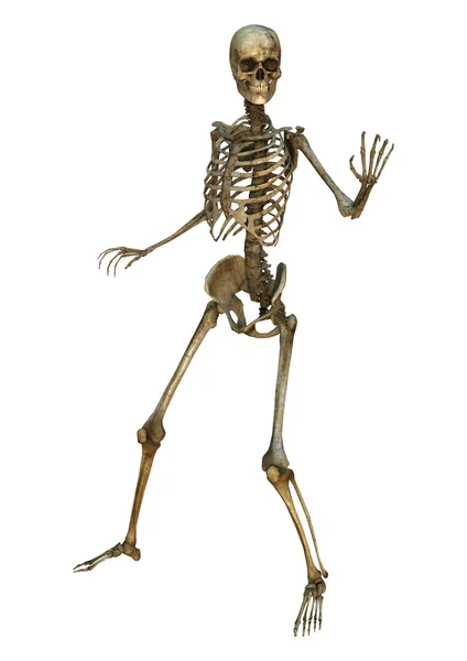 Esqueleto humano — Foto de Stock