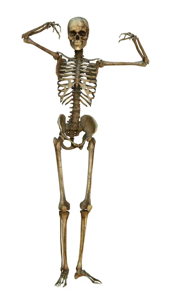 Human Skeleton — Stock Photo, Image