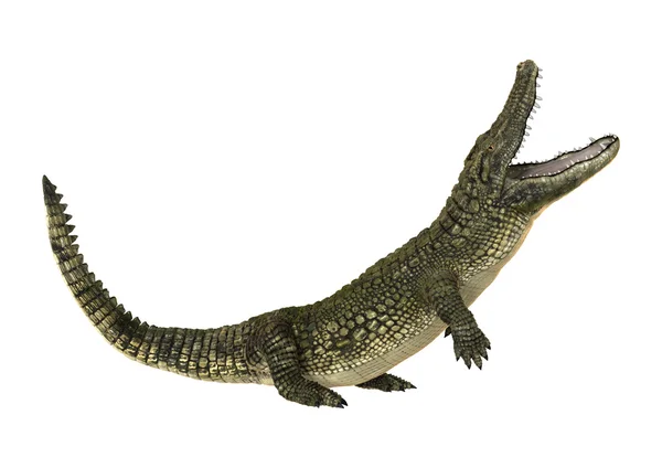 Amerikanischer Alligator — Stockfoto