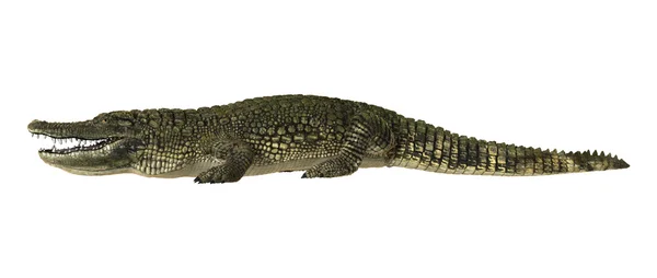 Amerikansk alligator — Stockfoto