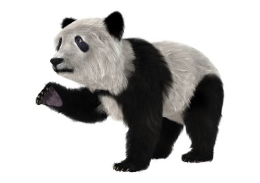 Ayı panda yavrusu