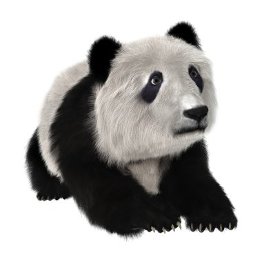 Ayı panda yavrusu
