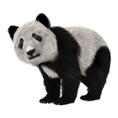 Ayı panda yavrusu
