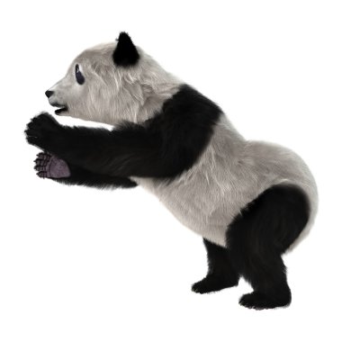 Ayı panda yavrusu