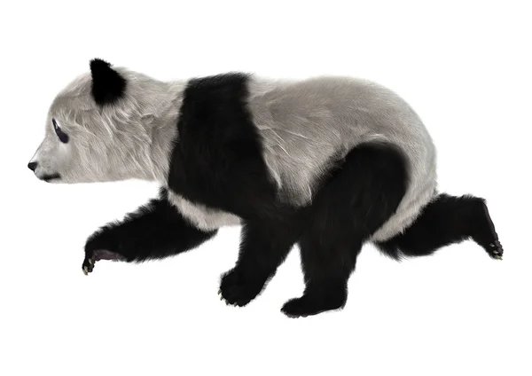 Panda Bear Cub — Zdjęcie stockowe