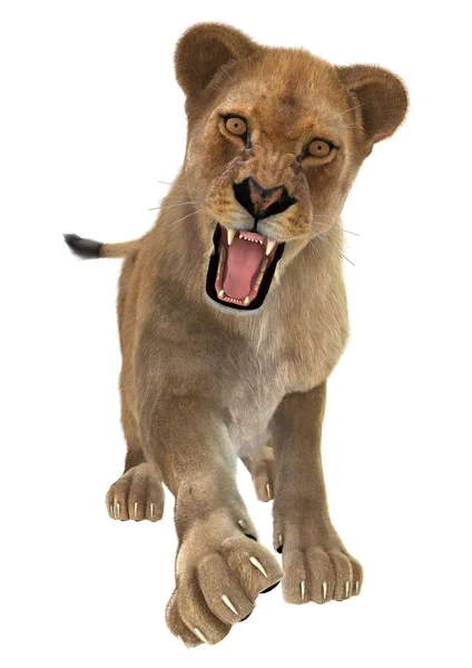 Nőstény oroszlán — Stock Fotó