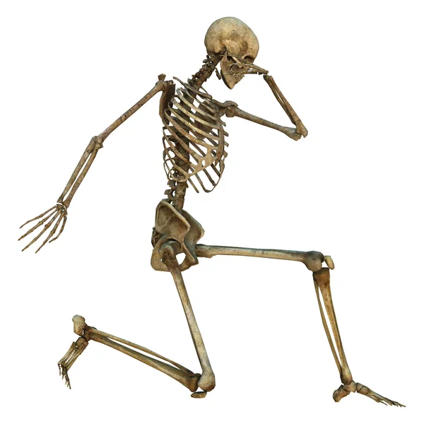 Human Skeleton — Stock Photo, Image