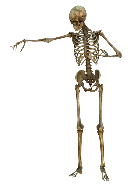 Menselijk skelet — Stockfoto