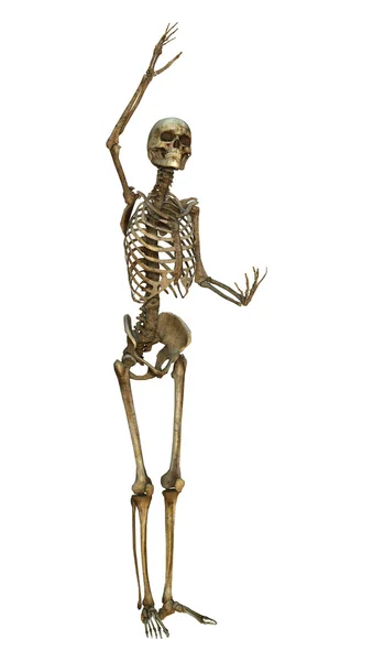 İnsan iskeleti — Stok fotoğraf