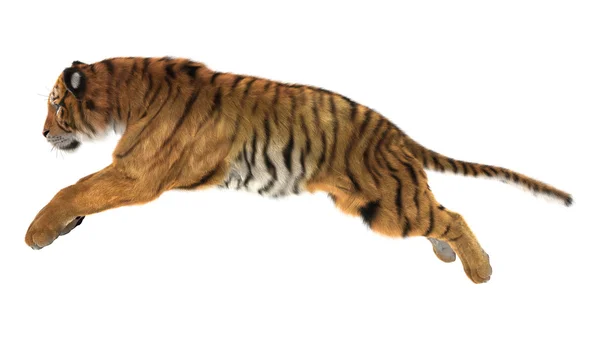 Tigre — Foto Stock