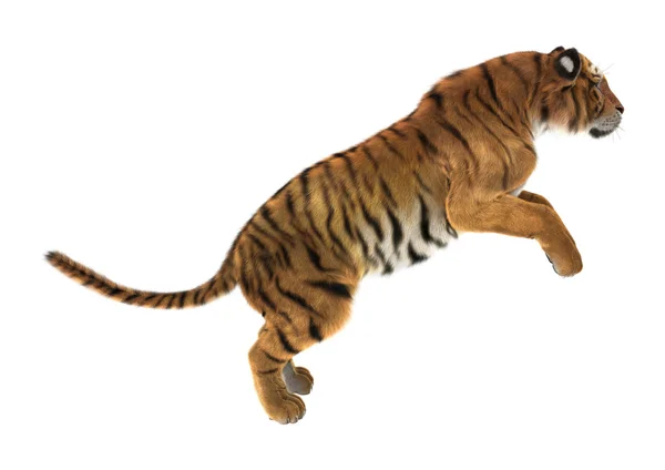 Tijger — Stockfoto