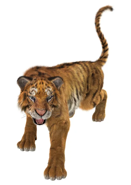 Tijger — Stockfoto