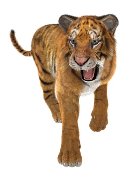 Tiger — Stockfoto