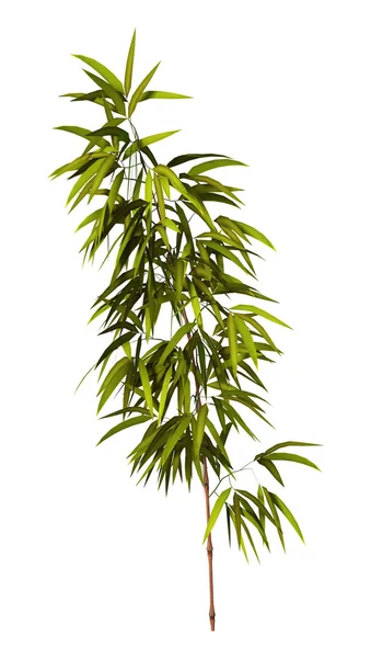 Bambusový strom — Stock fotografie