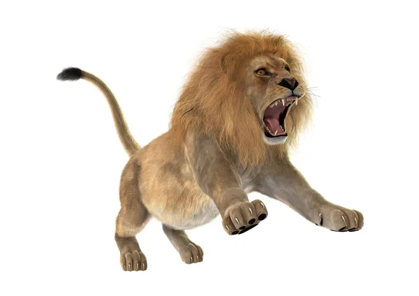 Male Lion — Stock Photo, Image