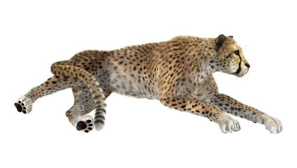 Cheetah — Stok Foto