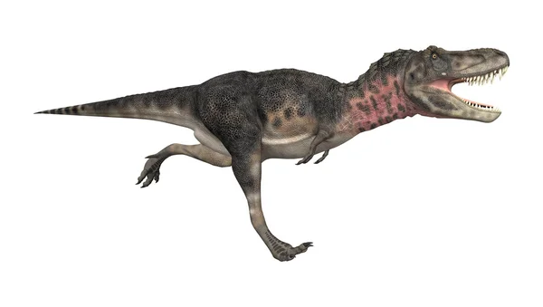 Tarbosaurus δεινοσαύρων — Φωτογραφία Αρχείου