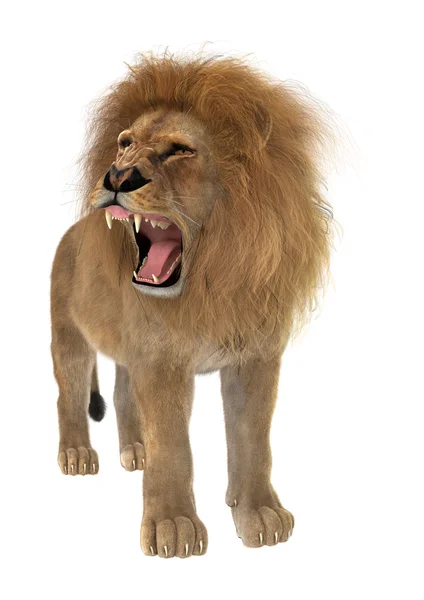 Leão macho — Fotografia de Stock