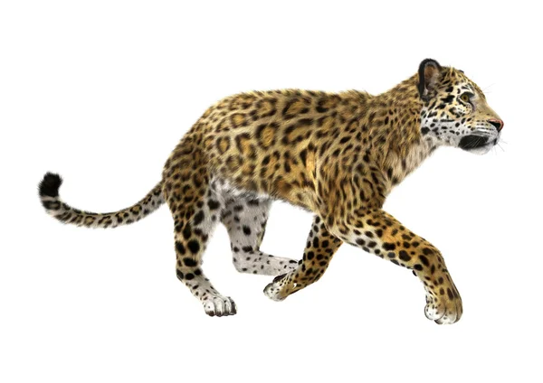 Jaguar — Stockfoto