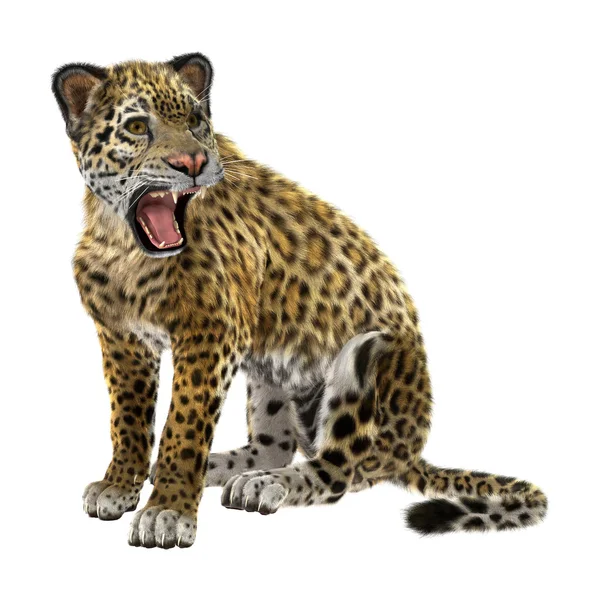 Jaguar — стокове фото