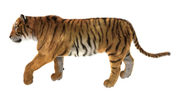 Tijger — Stockfoto