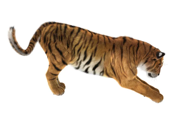 Tiger — Stock Photo, Image