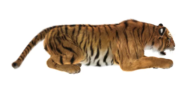 Tijger — Stockfoto