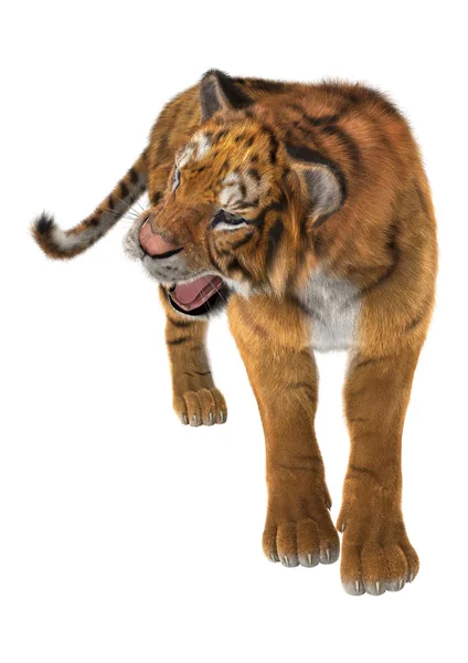 Tijger — Stockfoto