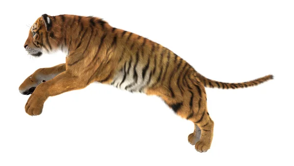 Tiger — Stock Photo, Image