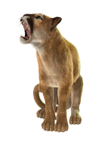 Big Cat Puma — Stock Photo, Image