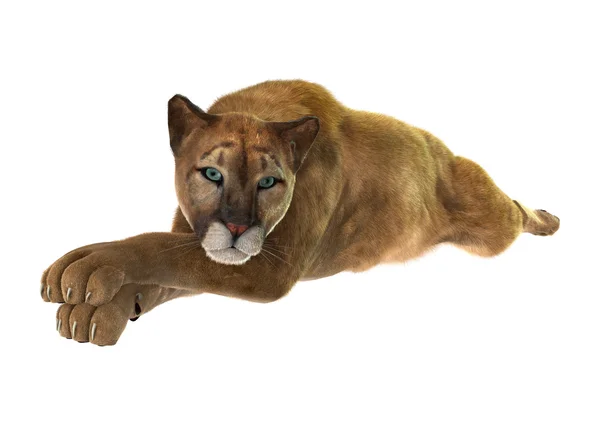 Big Cat Puma — Stock Photo, Image