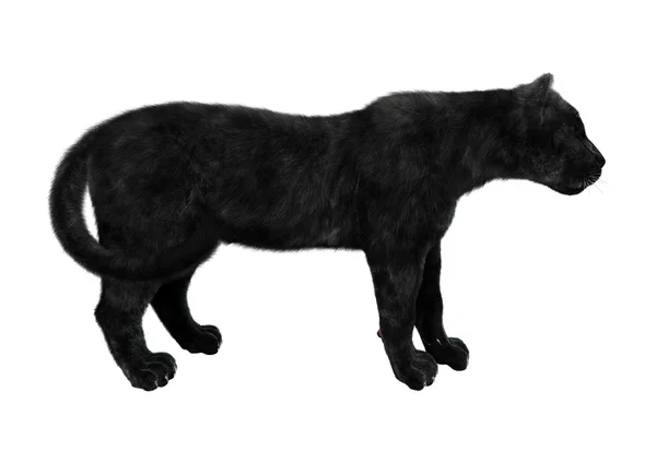 Schwarzer Panther — Stockfoto