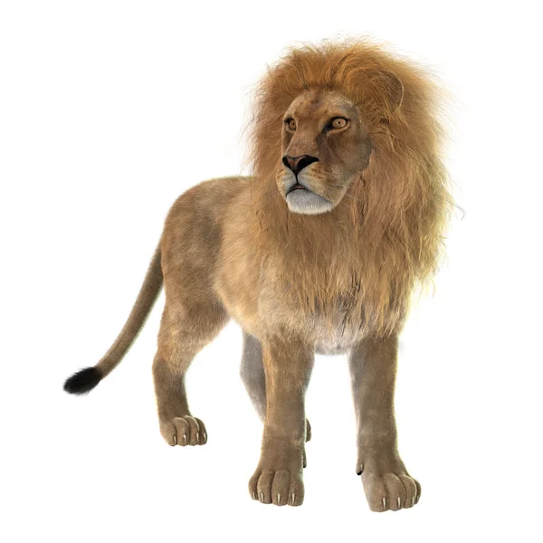 Leão macho — Fotografia de Stock