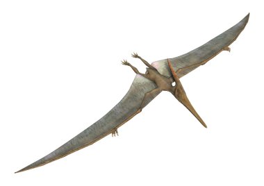 Pteranodon